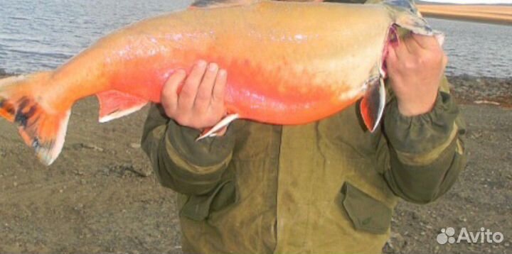 Лосось(Палия)