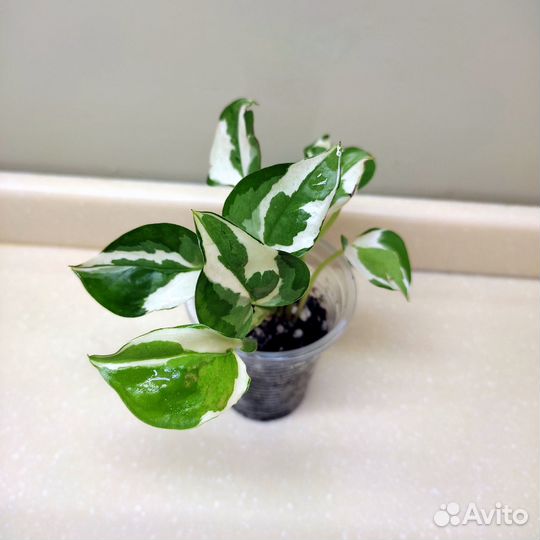 Эпипремнумы