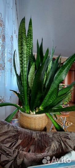 Щучий хвост