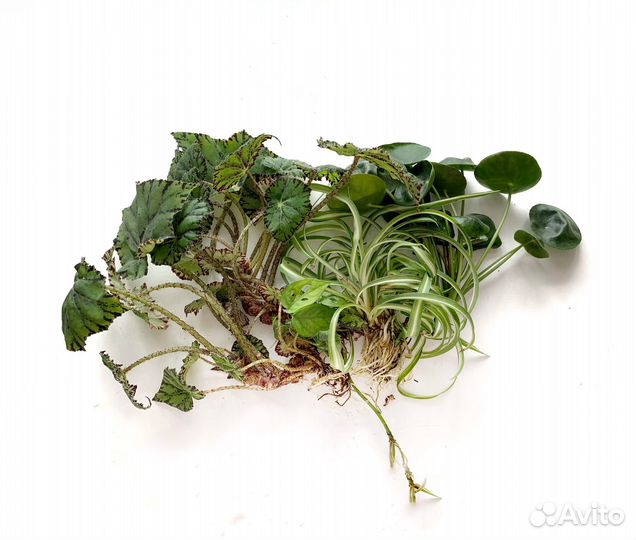 Комнатные цветы черенки