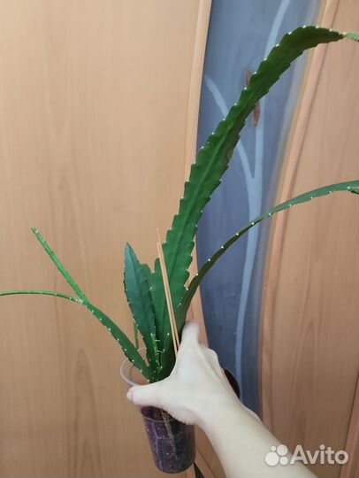 Комнатные сукуленты