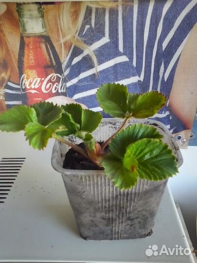 Рассада клубники