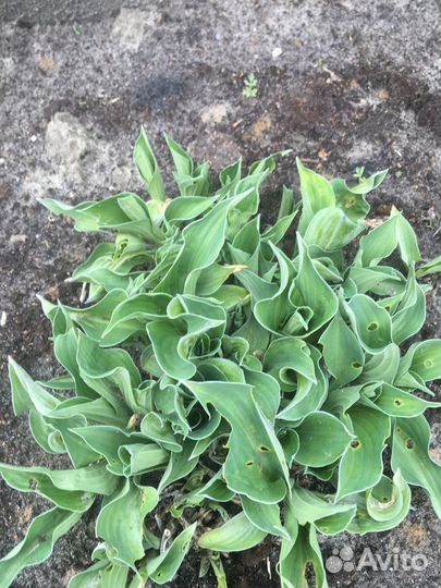 Цветы для сада