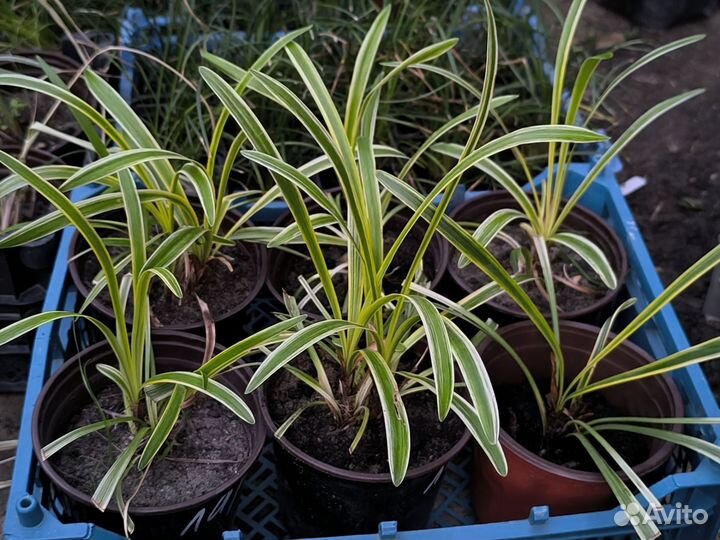 Лириопе muscаri Variegatа