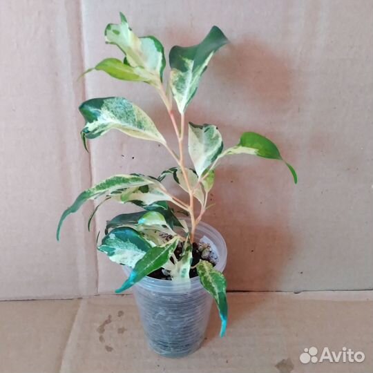 Фикусы сортовые пестролистные