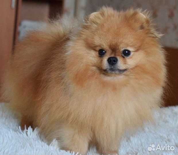 Шикарный мальчик померанского шпица, вязка
