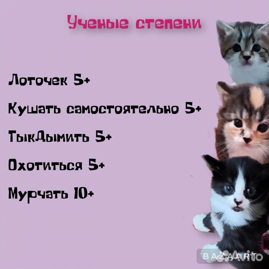 Котята ищут дом