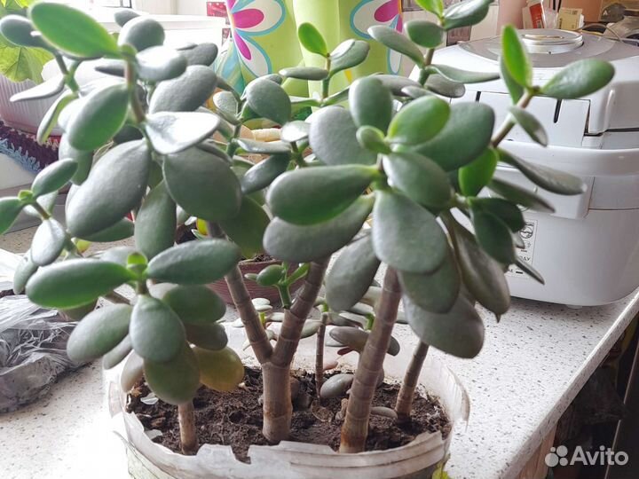 Толстянка денежное дерево