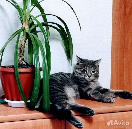 Молоденький котик