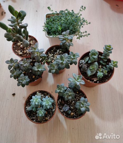 Продаю и раздаю излишки суккулентов