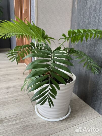 Пальма хамедорея