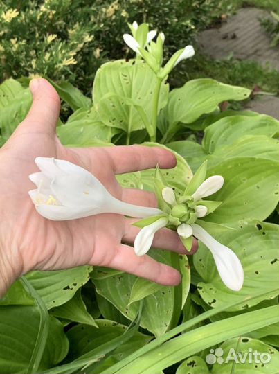 Хосты с белыми цветами для солнца