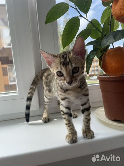 Бенгальские котята