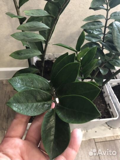 Замиокулькас