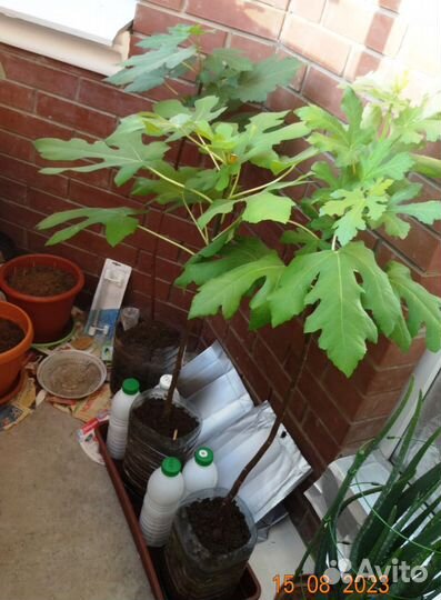 Инжир, сорт 