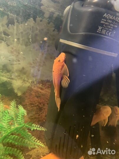 Продам сомиков