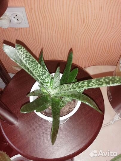 Алоэ. Гастерия