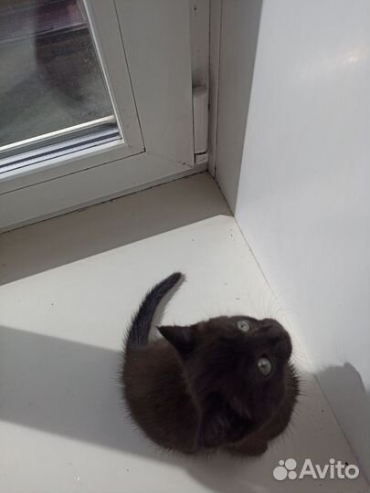 Черный котенок мальчик