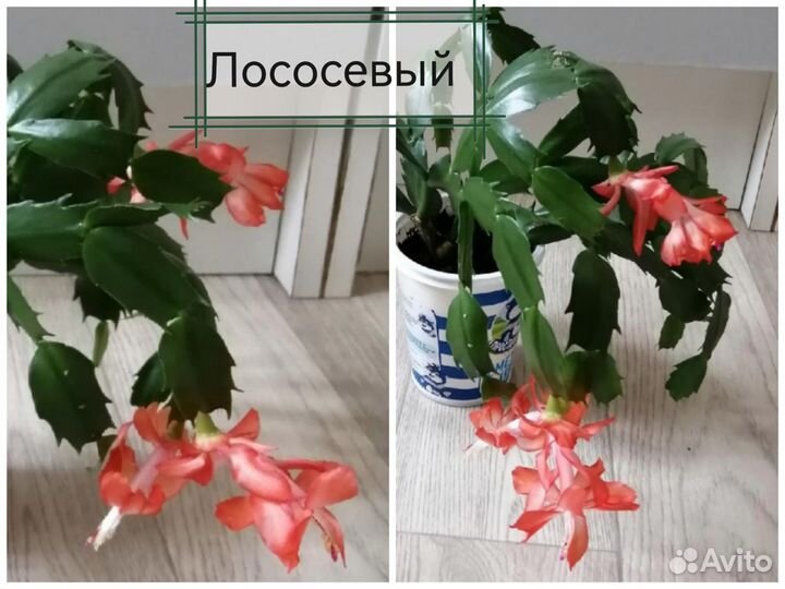 Декабристы и рипсалидопсисы