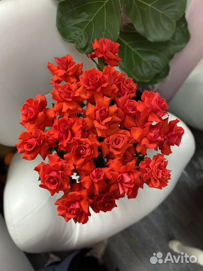 Французкие розы доставка цветов