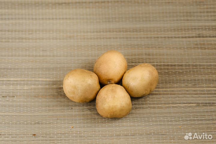 Семенной картофель