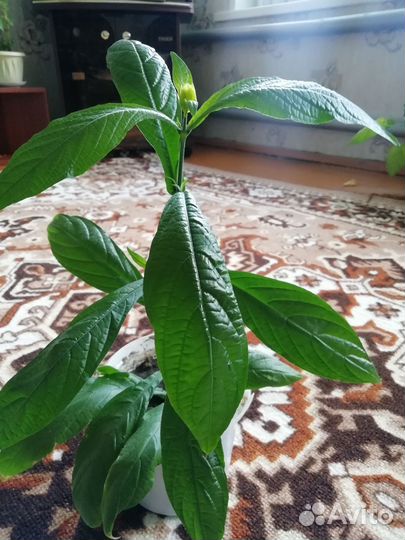 Пахистахис