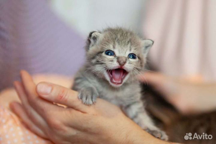 Открываем бронь на котят