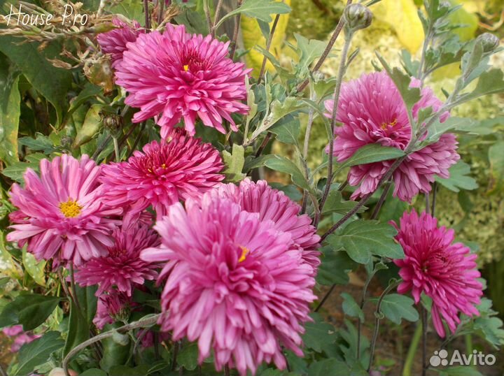 Хризантема