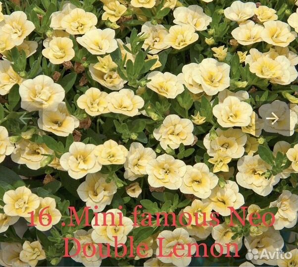 Калибрахоа вегетативная