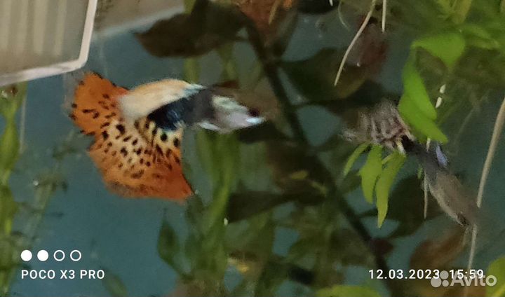 Аквариум три 120л, 55л, 50л, 5л