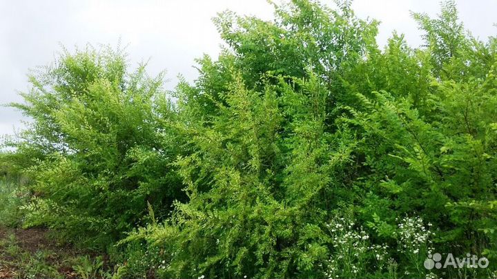 Саженцы Вяз мелколистный Ulmus parvifolia