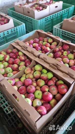 Яблоко Женева