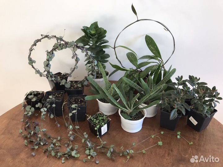 Церопегия Крестовник и другие суккуленты