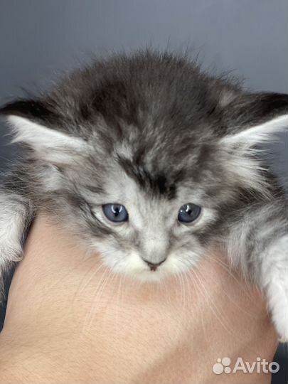 Мейн кун девочка 1 месяц