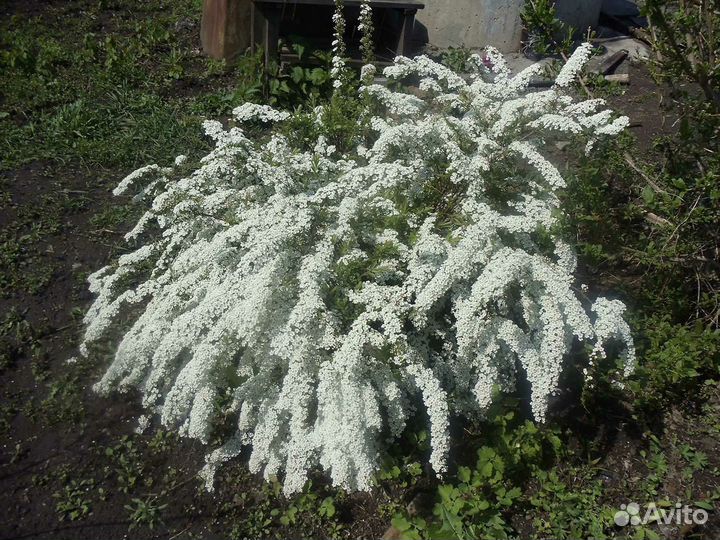 Спирея белая невеста