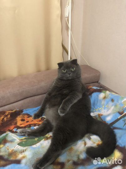 Шотландский вислоухий кот