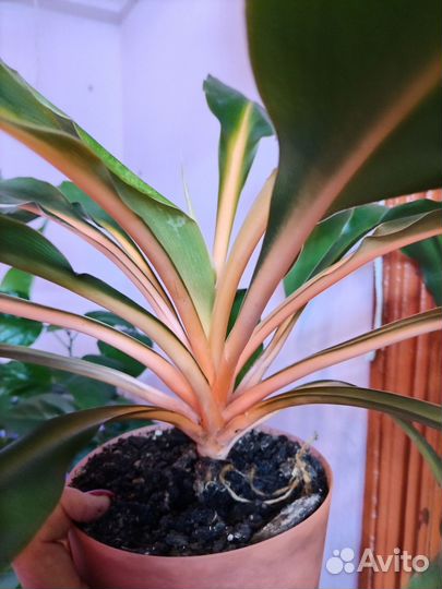 Хлорофитум, алоказии