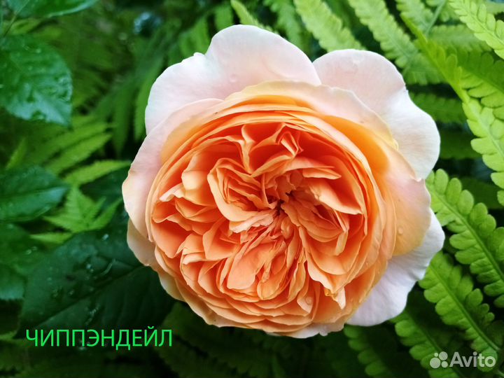 Саженцы плетистых роз. клематисы