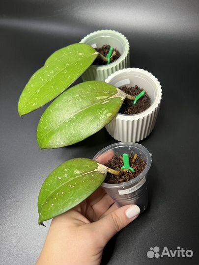 Хойя (Часть 3): Эллиптика, Финландсони, AH 074