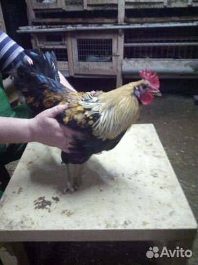 Молодые петушки