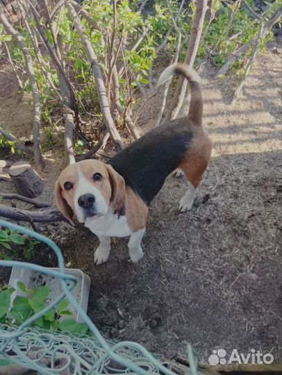 Вязка кобель бигль