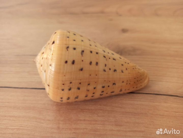 Морская раковина