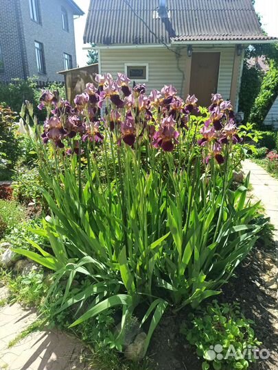 Ирисы, лилии, лилейники