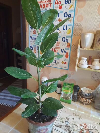 Фикус бенгальский одри