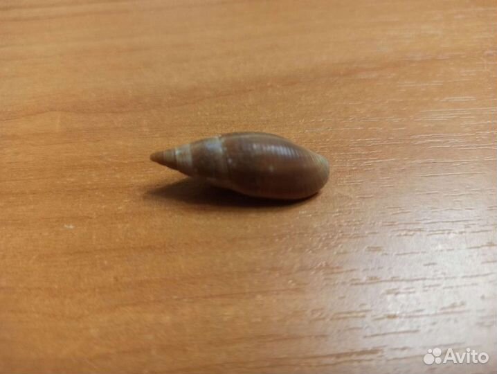 Морская раковина