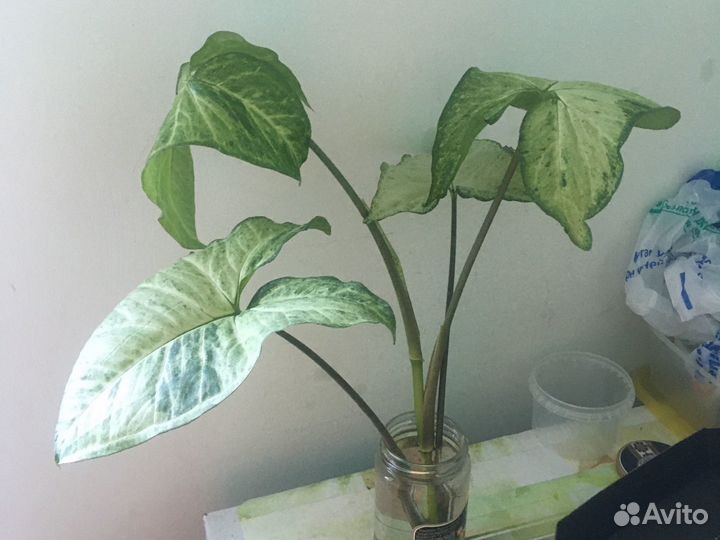 Комнатные цветы отростки