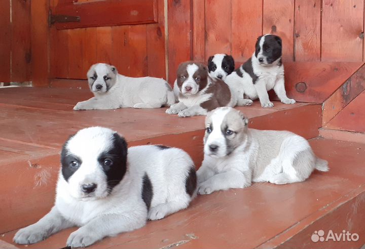 Продажа щенков алабая