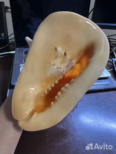 Ракушка морская большая