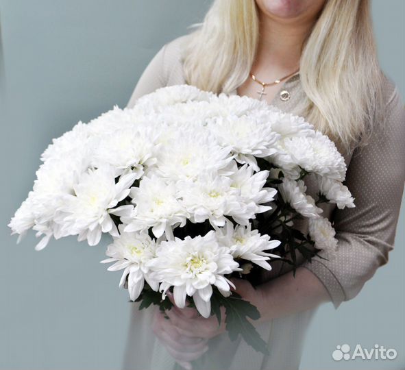 Цветы хризантемы