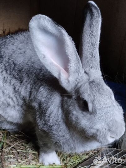 Кролики мясных пород великаны